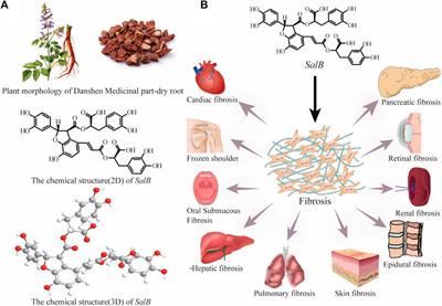 Salvianolic acid B in fibrosis treatment: a comprehensive review